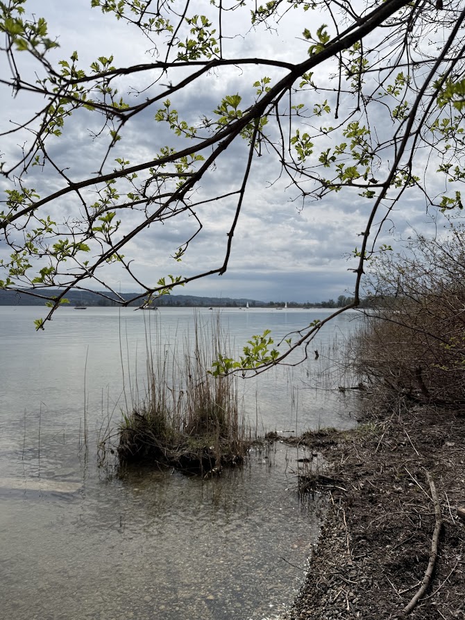 Ammersee — Blick durchs Geäst aufs Wasser