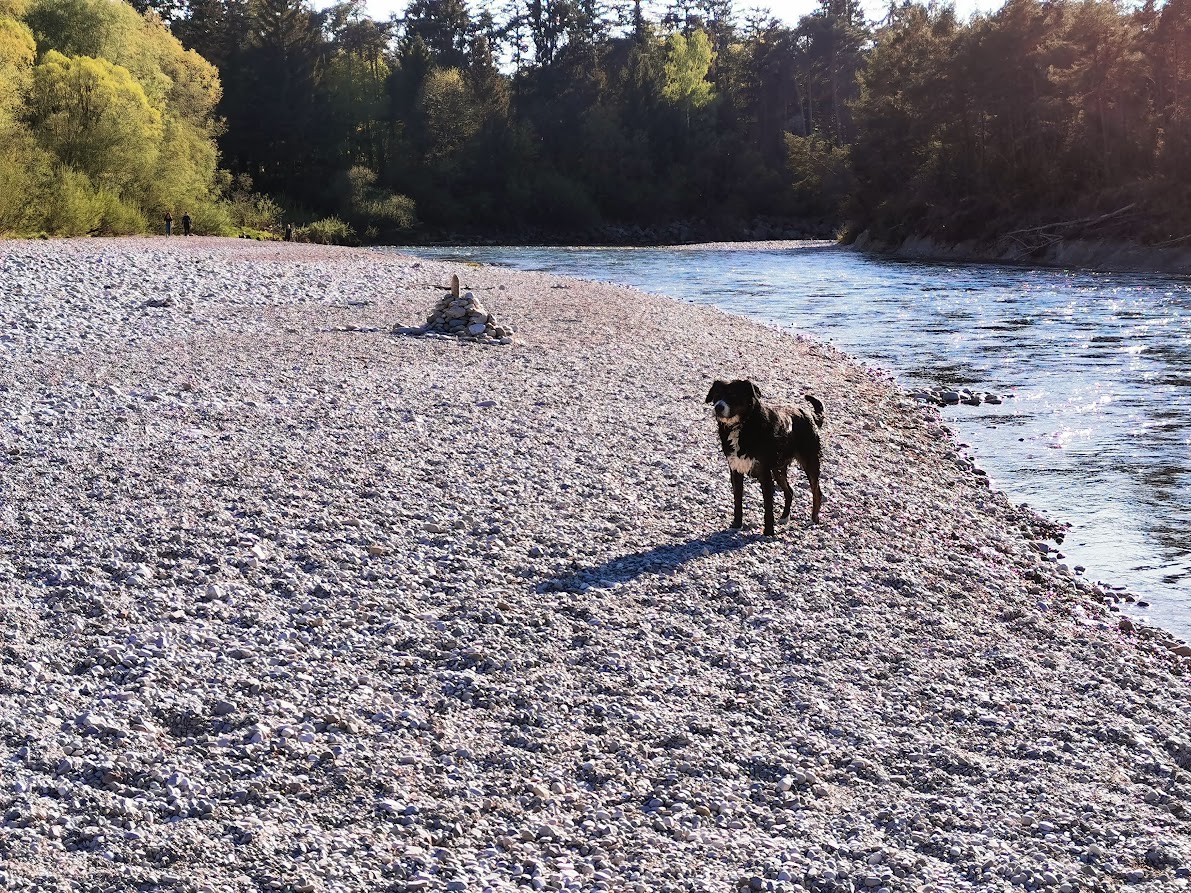 Hund auf einer Kiesbank am Ufer