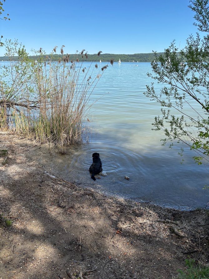 Hund am Ufer des Ammersees mit Blick auf Segelboote