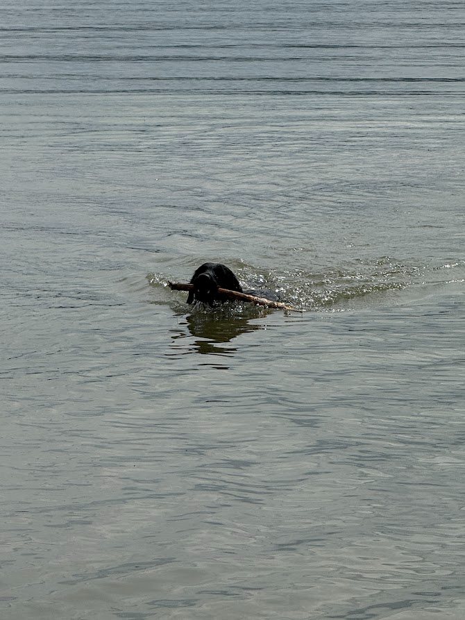 Hund schwimmt mit einem Stock im Ammersee