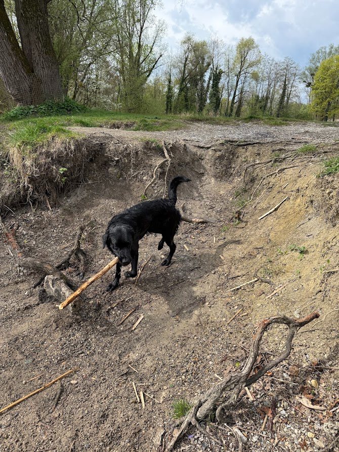 Schwarzer Hund mit Stock an einem naturbelassenen Uferhang