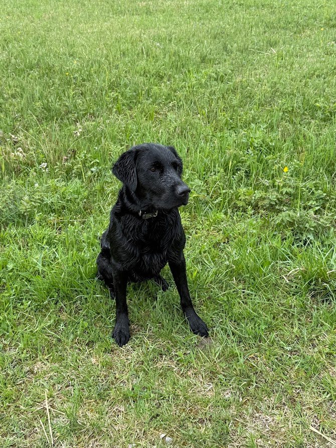 Schwarzer Hund sitzt auf einer grünen Wiese