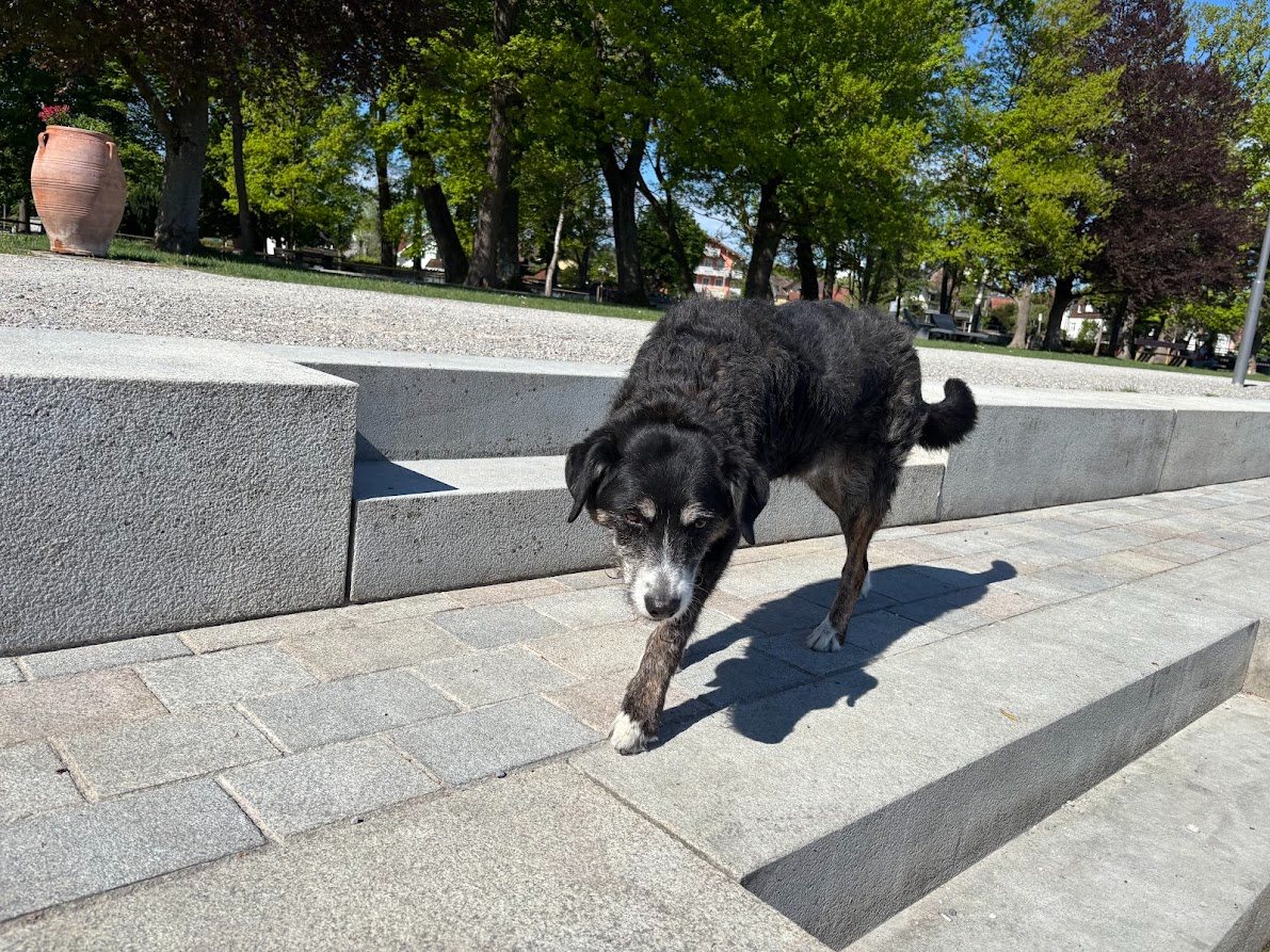 Älterer Hund läuft über die Uferpromenade in einem Seepark