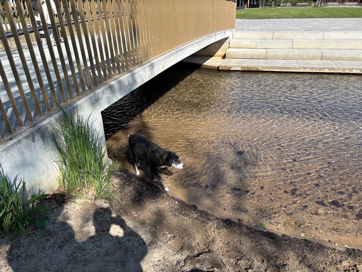 Hund kühlt sich im flachen Wasser unter einer Brücke ab