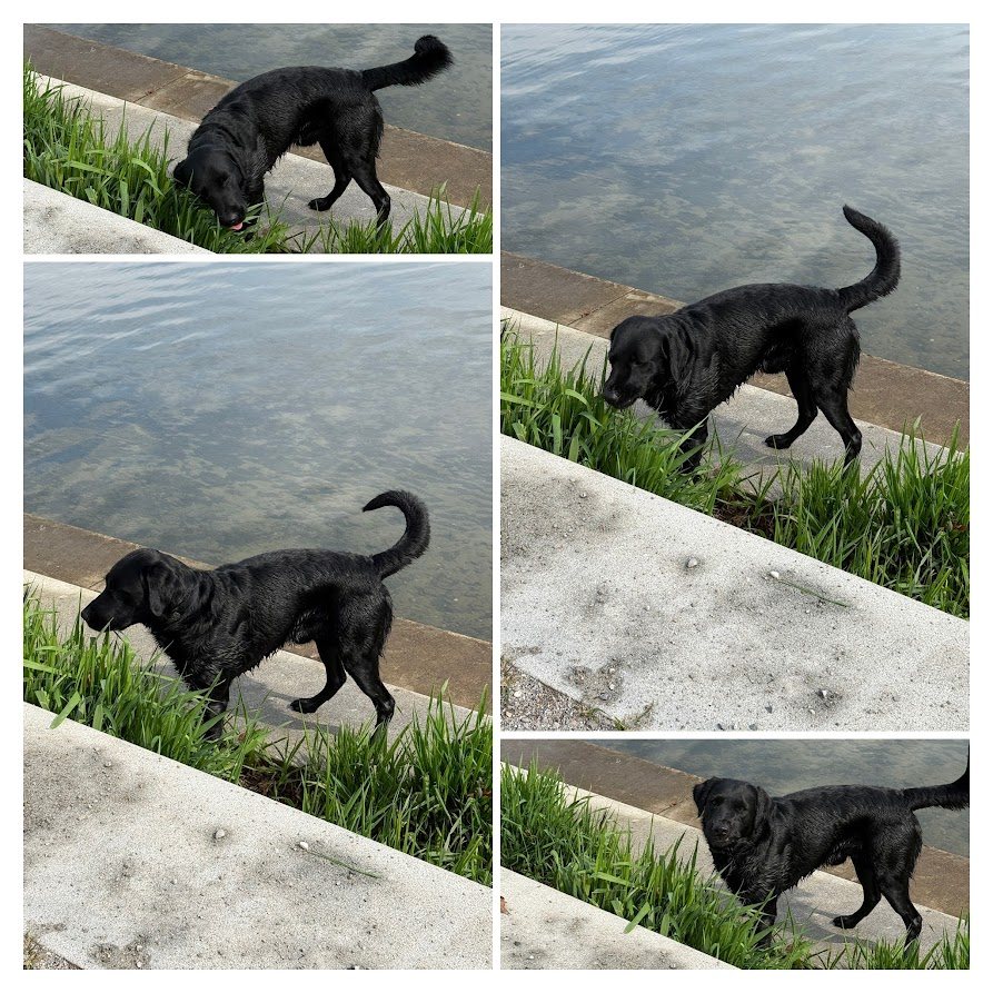 Bildcollage: schwarzer Hund unterwegs an den Uferstufen am See