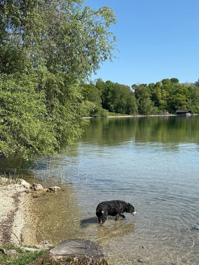 Hund watet im flachen Uferwasser des Starnberger Sees